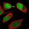 Cell Division Cycle Associated 8 antibody, PA5-55771, Invitrogen Antibodies, Immunofluorescence image 