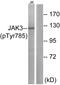 Janus Kinase 3 antibody, PA5-38644, Invitrogen Antibodies, Western Blot image 