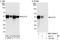 Kruppel Like Factor 12 antibody, NBP2-04049, Novus Biologicals, Immunoprecipitation image 