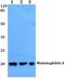 Secretoglobin Family 2A Member 2 antibody, A09363, Boster Biological Technology, Western Blot image 