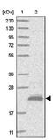 Motile Sperm Domain Containing 1 antibody, PA5-56659, Invitrogen Antibodies, Western Blot image 