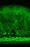 Potassium Voltage-Gated Channel Subfamily J Member 12 antibody, MA5-27678, Invitrogen Antibodies, Immunohistochemistry frozen image 