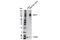 CD177 Molecule antibody, 25068S, Cell Signaling Technology, Western Blot image 