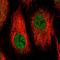 Interferon-induced protein 44 antibody, HPA043858, Atlas Antibodies, Immunofluorescence image 