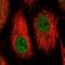 Interferon Induced Protein 44 antibody, HPA043858, Atlas Antibodies, Immunofluorescence image 