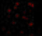 CASP8 And FADD Like Apoptosis Regulator antibody, GTX28421, GeneTex, Immunocytochemistry image 