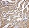 Troponin C1, Slow Skeletal And Cardiac Type antibody, PA1779, Boster Biological Technology, Immunohistochemistry frozen image 