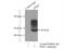 Pyruvate Dehydrogenase Kinase 1 antibody, 10026-1-AP, Proteintech Group, Immunoprecipitation image 