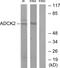 AarF Domain Containing Kinase 2 antibody, LS-C119119, Lifespan Biosciences, Western Blot image 