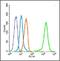 Vascular Endothelial Growth Factor B antibody, orb158709, Biorbyt, Flow Cytometry image 