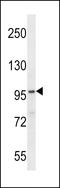 Family With Sequence Similarity 83 Member G antibody, LS-C167905, Lifespan Biosciences, Western Blot image 