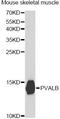 Parvalbumin antibody, A2791, ABclonal Technology, Western Blot image 