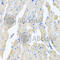 Motilin antibody, A6388, ABclonal Technology, Immunohistochemistry paraffin image 