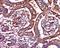 Proteinase 3 antibody, orb158195, Biorbyt, Immunohistochemistry paraffin image 