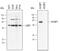 C-Terminal Binding Protein 1 antibody, AF4639, R&D Systems, Western Blot image 