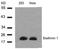 Stathmin 1 antibody, AP02726PU-N, Origene, Western Blot image 