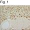 Basic Helix-Loop-Helix Family Member A15 antibody, NBP2-22478, Novus Biologicals, Immunohistochemistry frozen image 