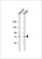 GTP Binding Protein 4 antibody, MBS9216933, MyBioSource, Western Blot image 