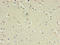 Gamma-Aminobutyric Acid Type A Receptor Alpha4 Subunit antibody, LS-C369648, Lifespan Biosciences, Immunohistochemistry paraffin image 