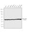 Tubulin Alpha 1a antibody, MA1-19401, Invitrogen Antibodies, Western Blot image 