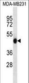 WD repeat domain phosphoinositide-interacting protein 2 antibody, LS-C160626, Lifespan Biosciences, Western Blot image 