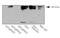 Egl-9 Family Hypoxia Inducible Factor 1 antibody, GTX10930, GeneTex, Western Blot image 