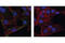 Profilin 1 antibody, 3237S, Cell Signaling Technology, Immunofluorescence image 