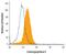 Carboxypeptidase E antibody, AF3587, R&D Systems, Western Blot image 