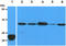 Calpain small subunit 1 antibody, GTX57626, GeneTex, Western Blot image 