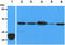 Calpain Small Subunit 1 antibody, GTX57626, GeneTex, Western Blot image 