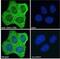 Translocator protein antibody, NB100-41398, Novus Biologicals, Immunocytochemistry image 