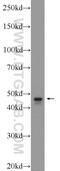 Tubulin Folding Cofactor E Like antibody, 24548-1-AP, Proteintech Group, Western Blot image 