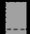 NudC Domain Containing 2 antibody, 200670-T38, Sino Biological, Western Blot image 