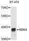 RNA Binding Motif Protein 4 antibody, abx126462, Abbexa, Western Blot image 