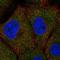 RING finger protein unkempt-like antibody, HPA073949, Atlas Antibodies, Immunofluorescence image 
