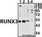 RUNX Family Transcription Factor 3 antibody, GTX66717, GeneTex, Western Blot image 