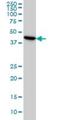 Adhesion Regulating Molecule 1 antibody, H00011047-M01, Novus Biologicals, Western Blot image 