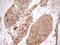 Inositol-Tetrakisphosphate 1-Kinase antibody, LS-C791716, Lifespan Biosciences, Immunohistochemistry paraffin image 