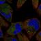 TSC Complex Subunit 1 antibody, HPA074132, Atlas Antibodies, Immunofluorescence image 