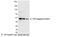 HA tag antibody, 18850P, QED Bioscience, Western Blot image 