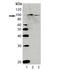 Aryl Hydrocarbon Receptor antibody, LS-C343830, Lifespan Biosciences, Western Blot image 