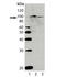 Aryl Hydrocarbon Receptor antibody, LS-C343830, Lifespan Biosciences, Western Blot image 