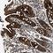 Double PHD Fingers 2 antibody, NBP1-87138, Novus Biologicals, Immunohistochemistry frozen image 