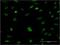 Replication Factor C Subunit 5 antibody, H00005985-M01, Novus Biologicals, Immunofluorescence image 