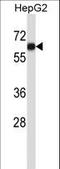 Adhesion Molecule With Ig Like Domain 1 antibody, LS-C156311, Lifespan Biosciences, Western Blot image 