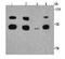 WAP Four-Disulfide Core Domain 2 antibody, orb373476, Biorbyt, Western Blot image 