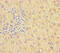 Beta-1,4-Galactosyltransferase 5 antibody, CSB-PA527356LA01HU, Cusabio, Immunohistochemistry paraffin image 