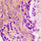Heat Shock Protein 90 Alpha Family Class B Member 1 antibody, LS-C358775, Lifespan Biosciences, Immunohistochemistry paraffin image 