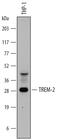 Triggering Receptor Expressed On Myeloid Cells 2 antibody, PA5-46980, Invitrogen Antibodies, Western Blot image 