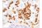 Mannose Receptor C-Type 1 antibody, 91992S, Cell Signaling Technology, Immunohistochemistry frozen image 